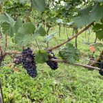 Kärnten, Weingut Burg Taggenbrunn Blog 07